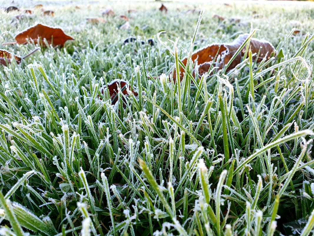 Frosted Grasses