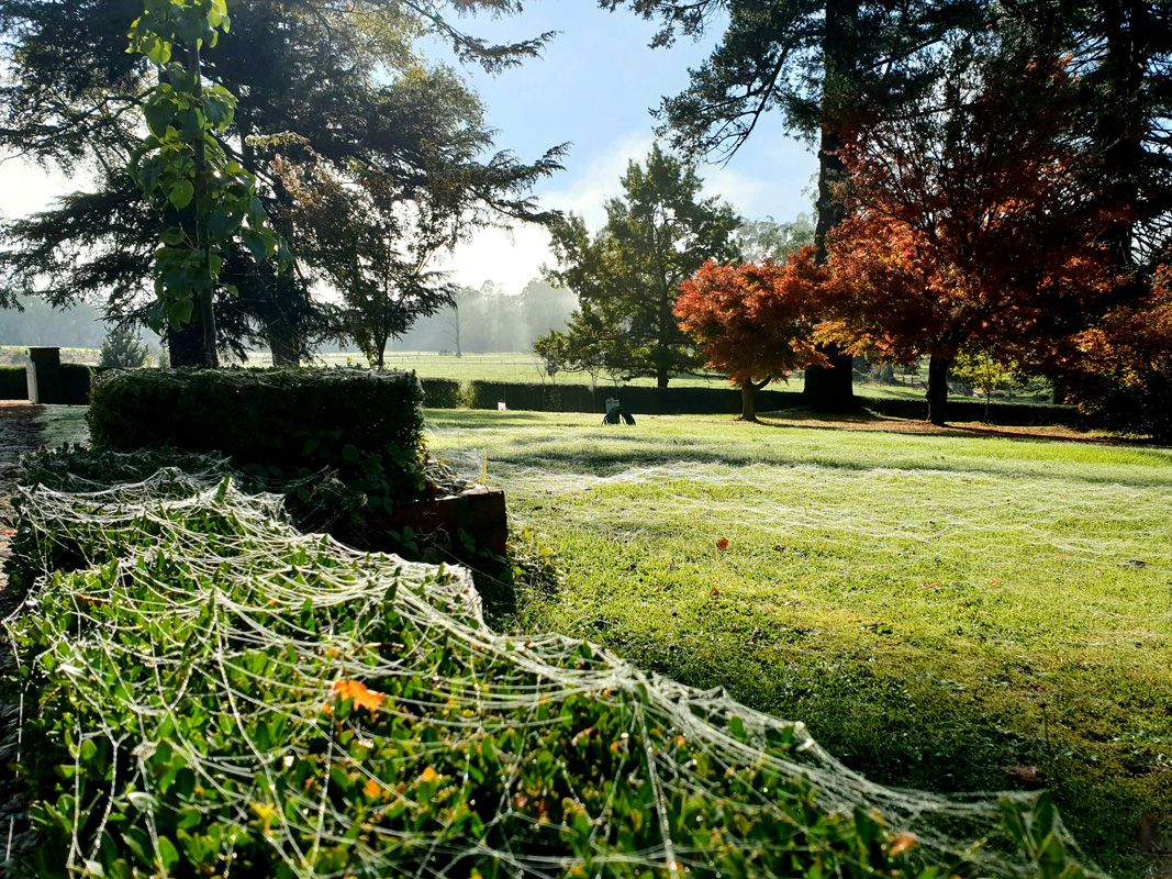 Frosts and webs