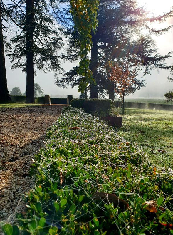 Frosts show the intricate webs and life in the hedges at St.Fillan Farm