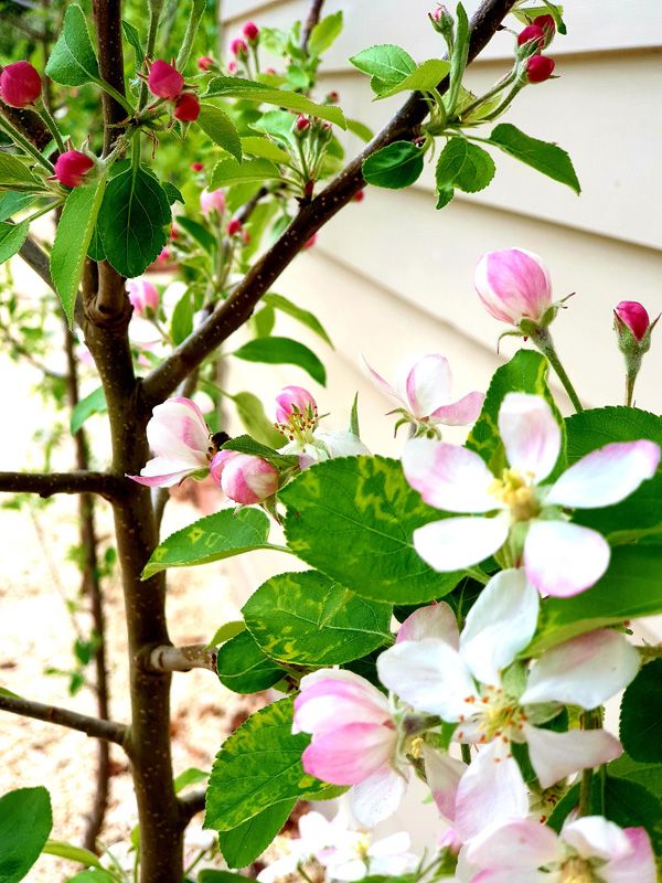 Fuji Apples in Blossom