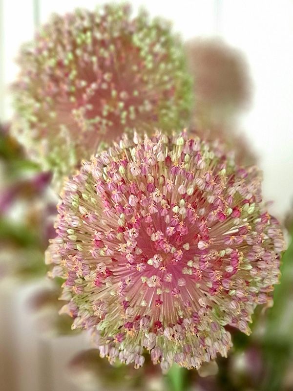 Garlic Flowers from our Gardens