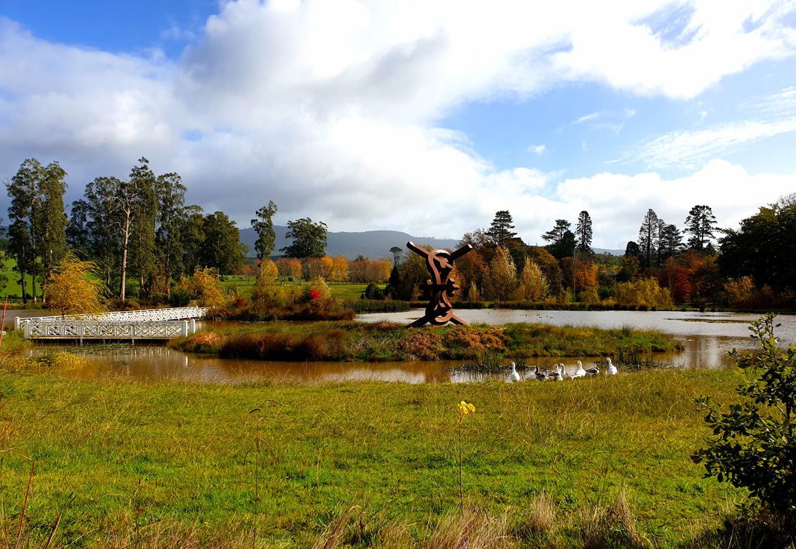 Geese and The Brian Lake