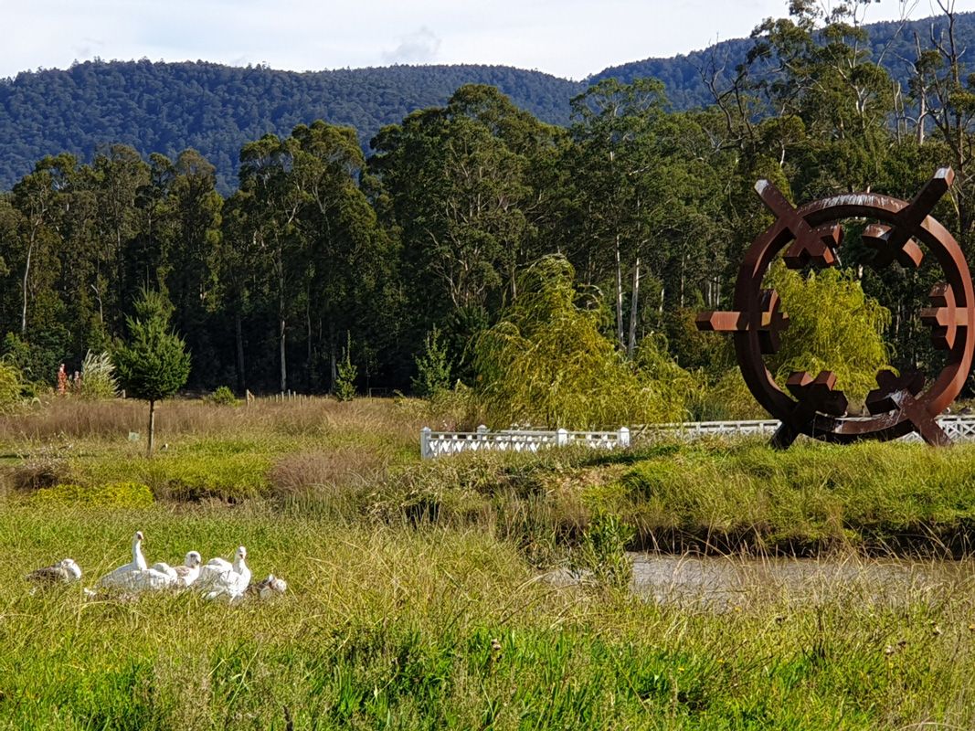 Geese and the Seasons Goslings make the Brian Lake home