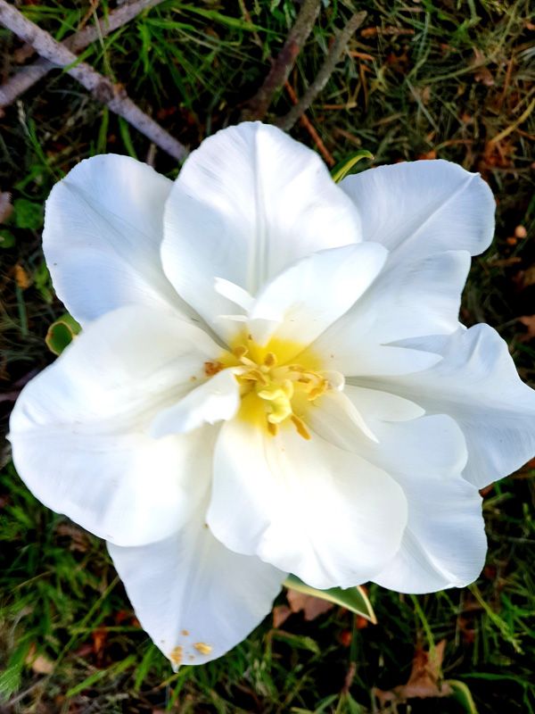 Glorious Spring Blooms