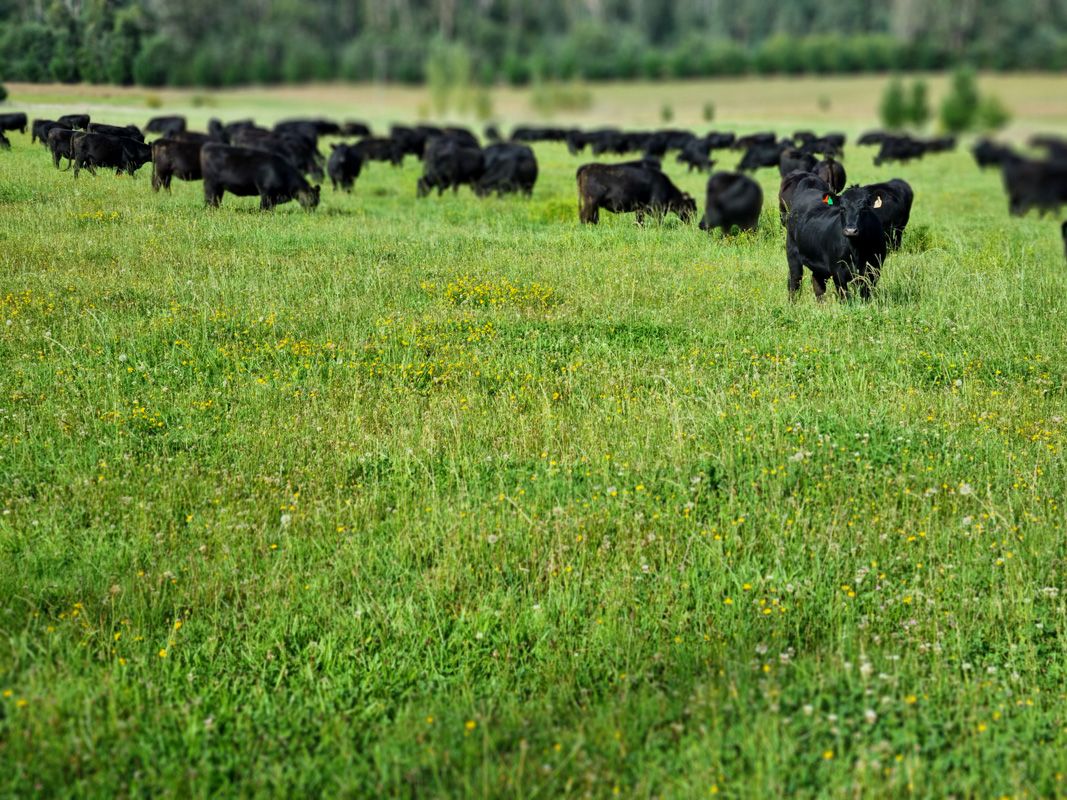 Grazing diverse species pasture