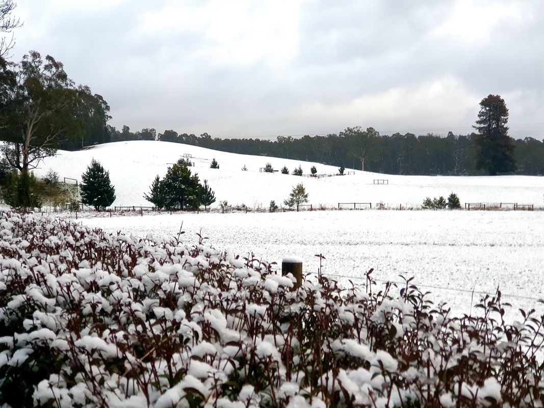 Grazing land in the Yarra Ranges, St.Fillan after a snowstorm 2021