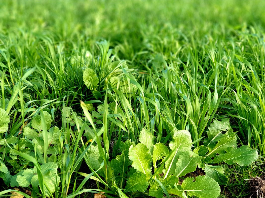 Green, thick and diverse