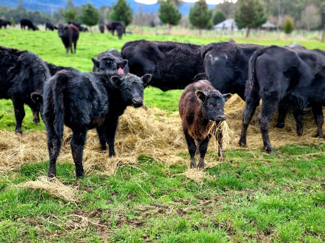 Hay, Heifers and Autumn Calves