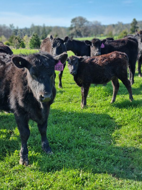 Heifers and Calves September 21