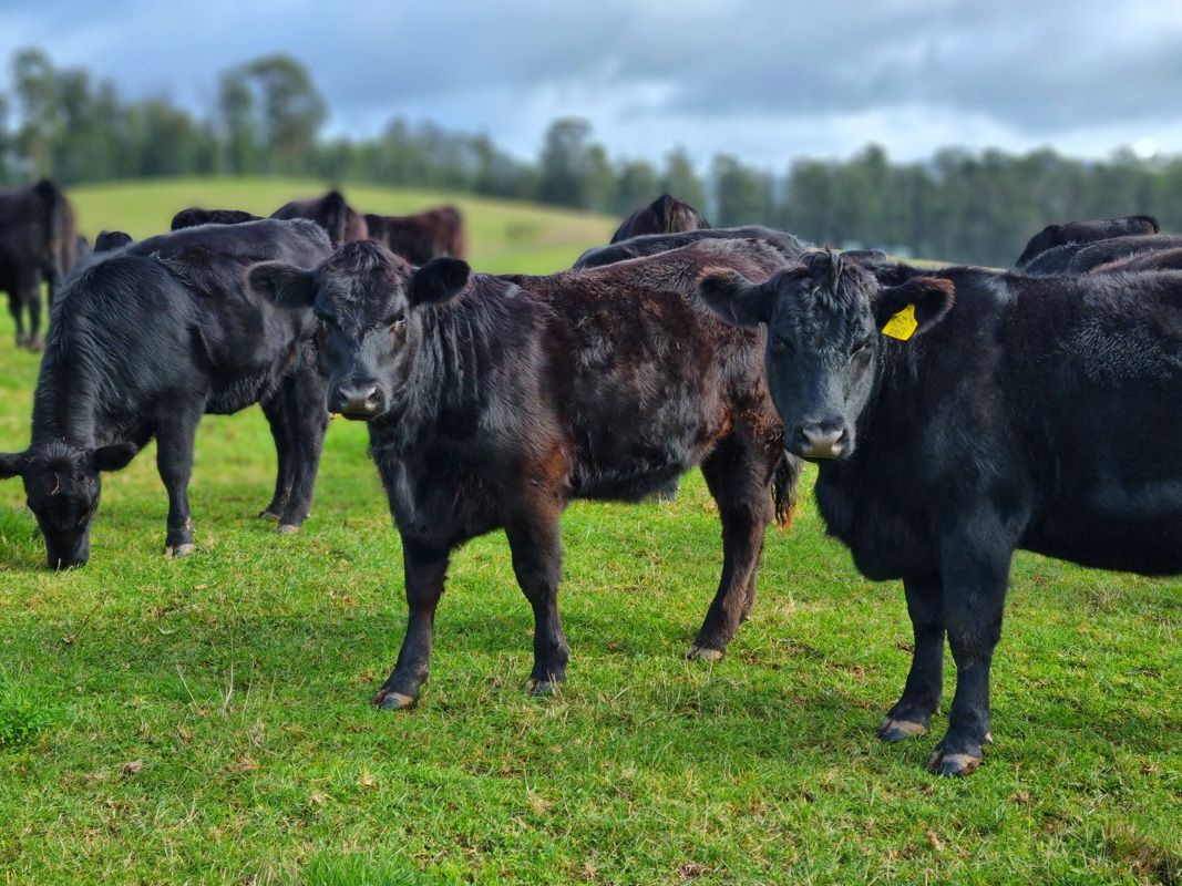 Heifers for Autumn joining