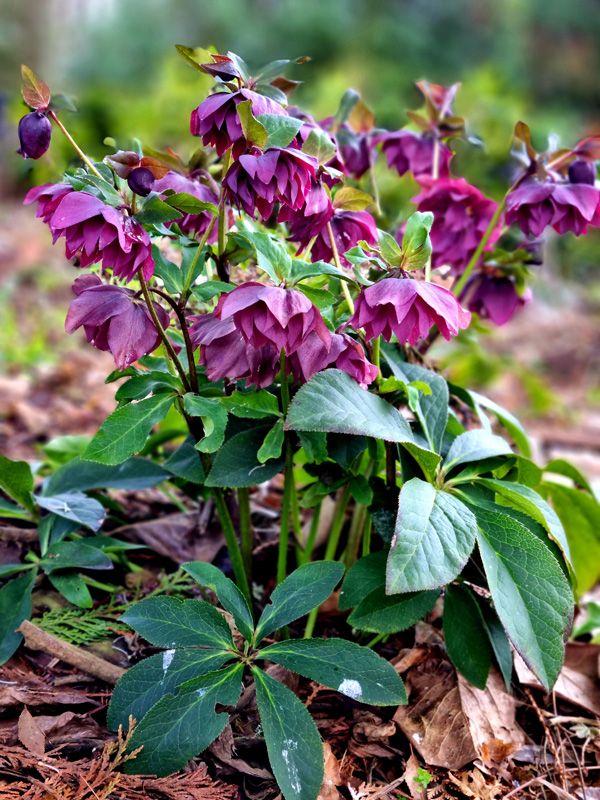Hellebores