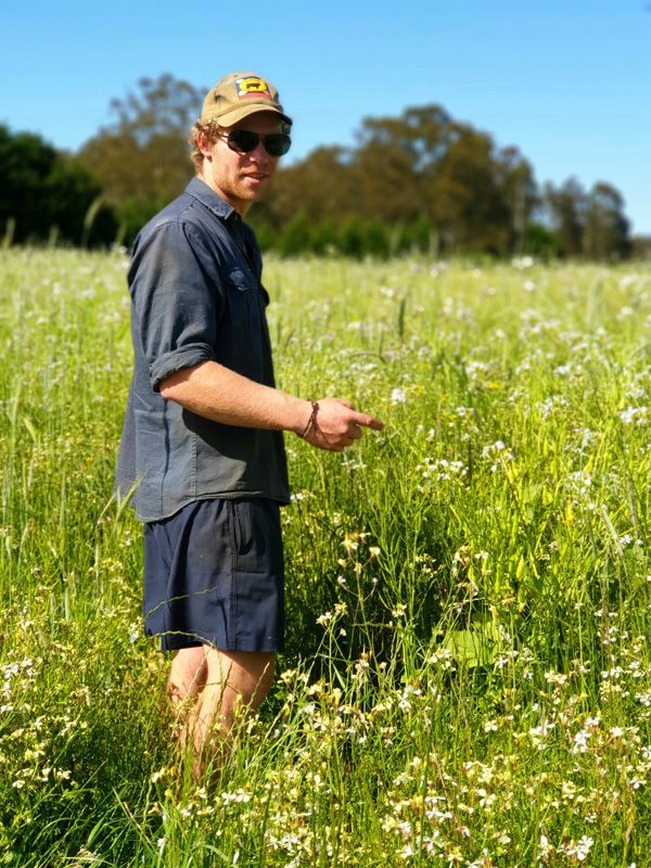 Highway Meadow after its first treatment of a new species variety mix