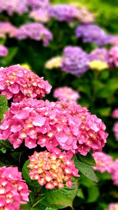 Hydrangeas form part of the cooler lower gardens at St.Fillan