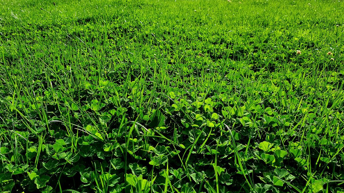 Increased ground covers and managed grazing is the St.Fillan operation and forms part of our Regenerative Ag program
