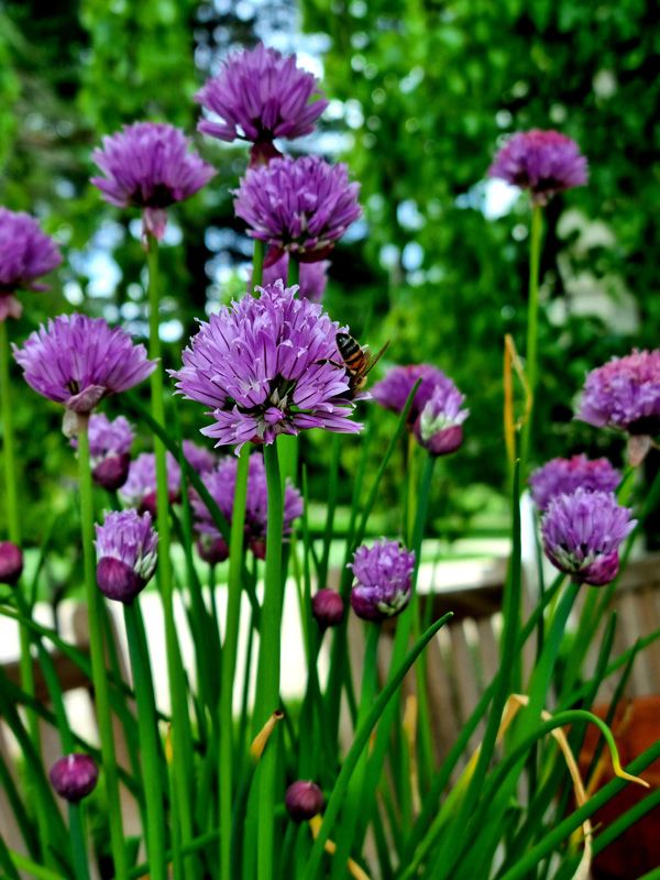 Italian Bees on flowering Chives