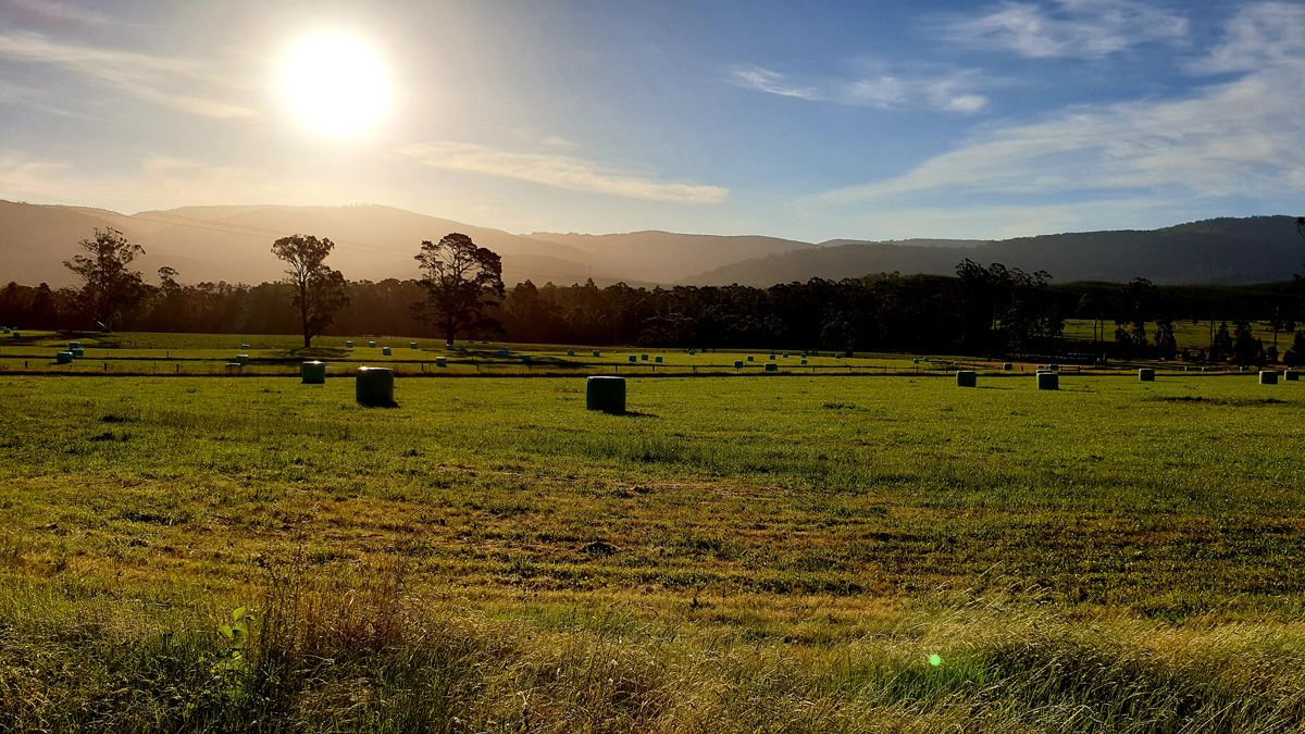 Late Afternoon in Hay Season