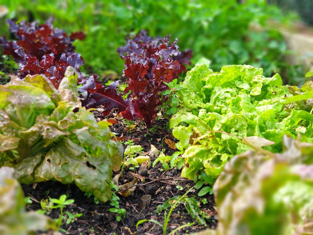 Lettuce Varieties in the Birdcage Gardens