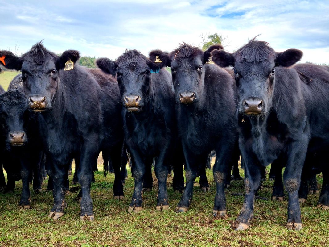 Looking on, extremely quiet Heifers dont mind having their photo taken