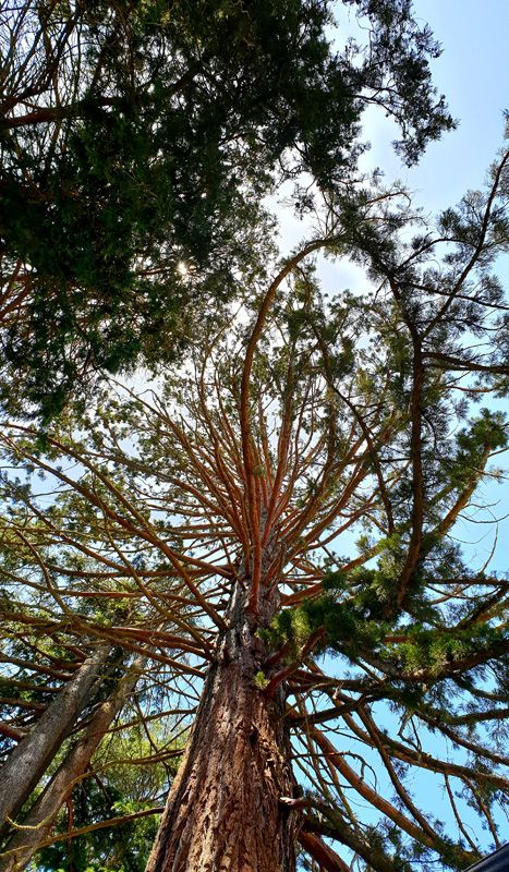 Looking up at the towering Sequoia Giganteum in the Homestead Gardens