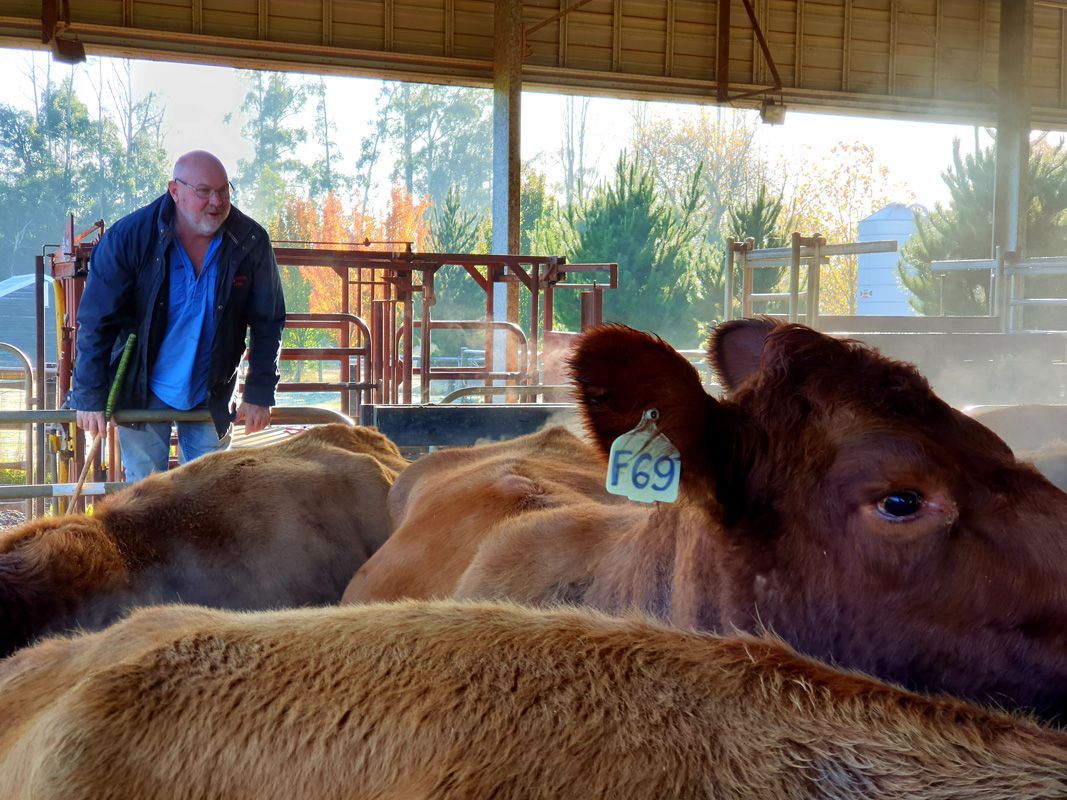 Lynton Harrison oversees the loading of SOLD Red Angus Cattle into a line of trucks to head up North