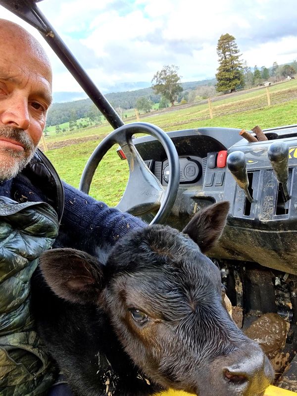 Moving stray calves made easy ..