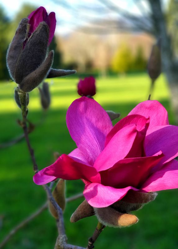 Magnificent Blooms of the Magnolia 'Vulcan'