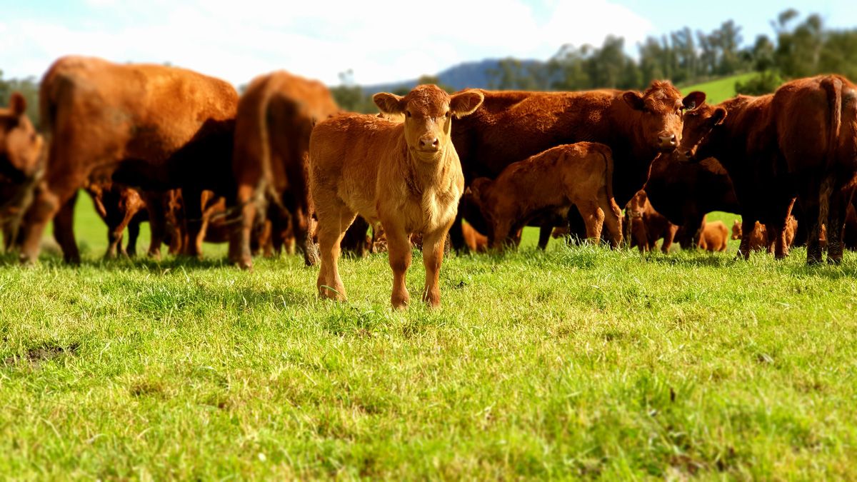 Magnificent RA Calf in their last season at St.Fillan Farm