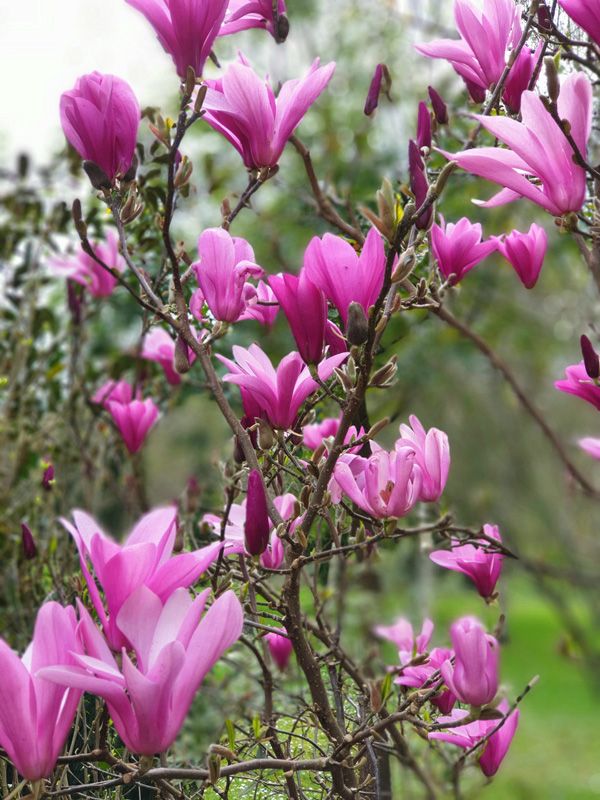 Magnolia Trees in the Gardens