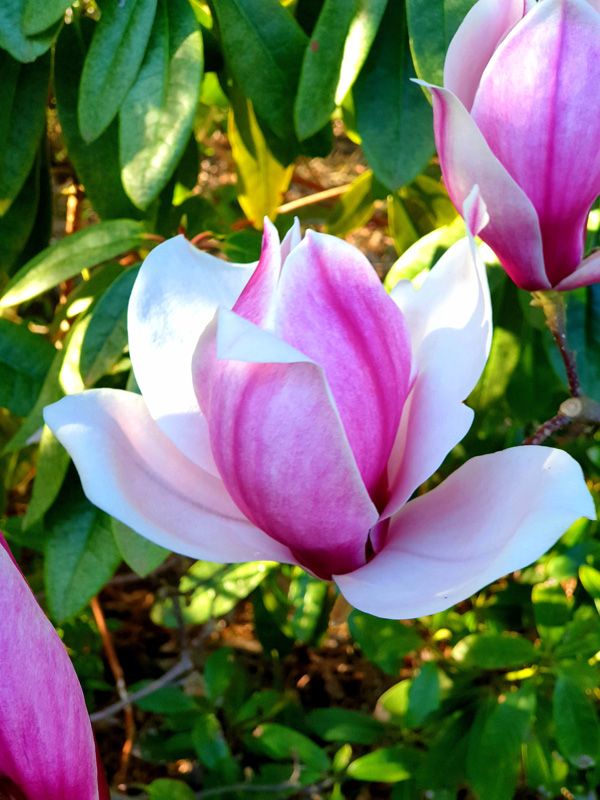 Magnolia in bloom