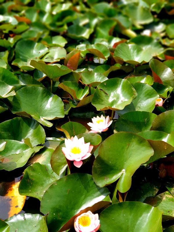 Many variety of Waterlillies seemingly float on the Brian Lake, providing a wonderful habitat and shade for fish, frogs and insect life on the Brian Lake