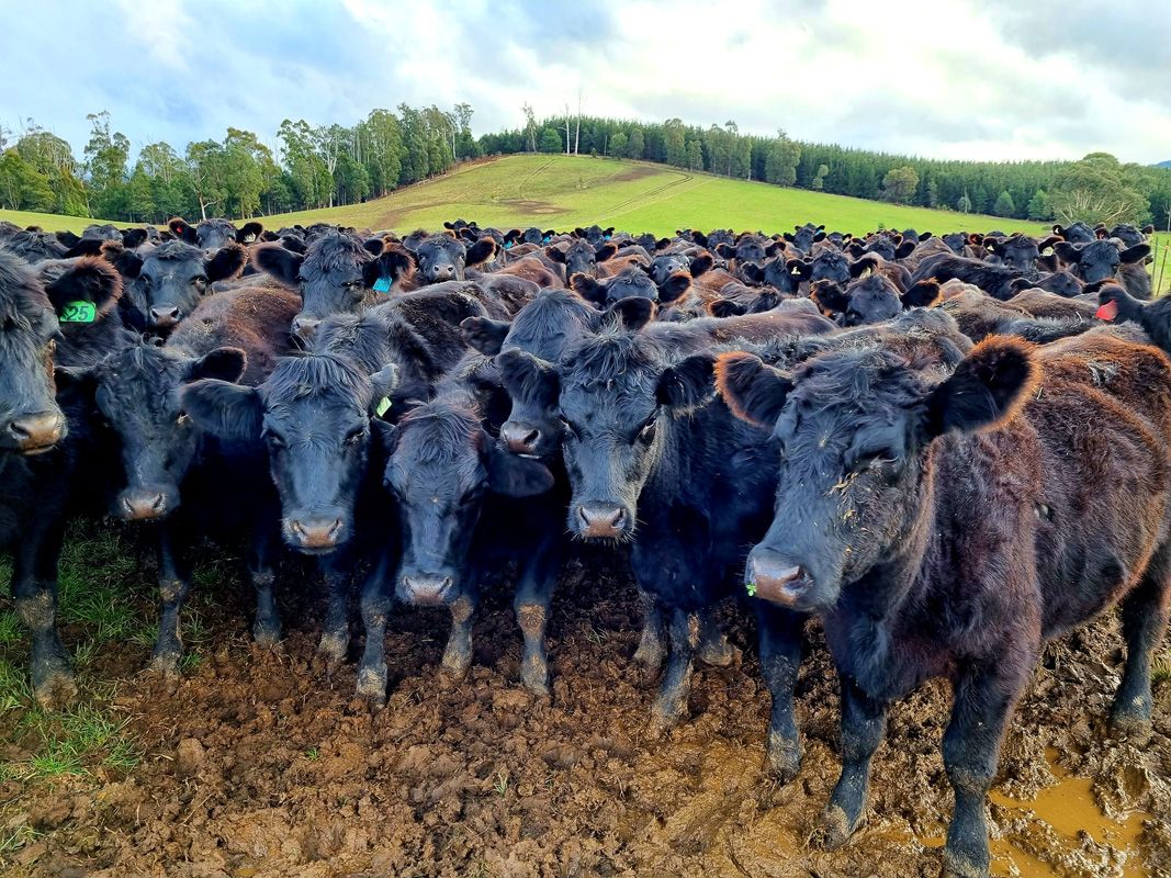 Mob of Heifers