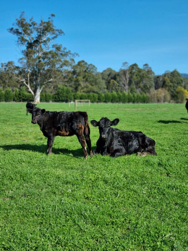Mother and young calf
