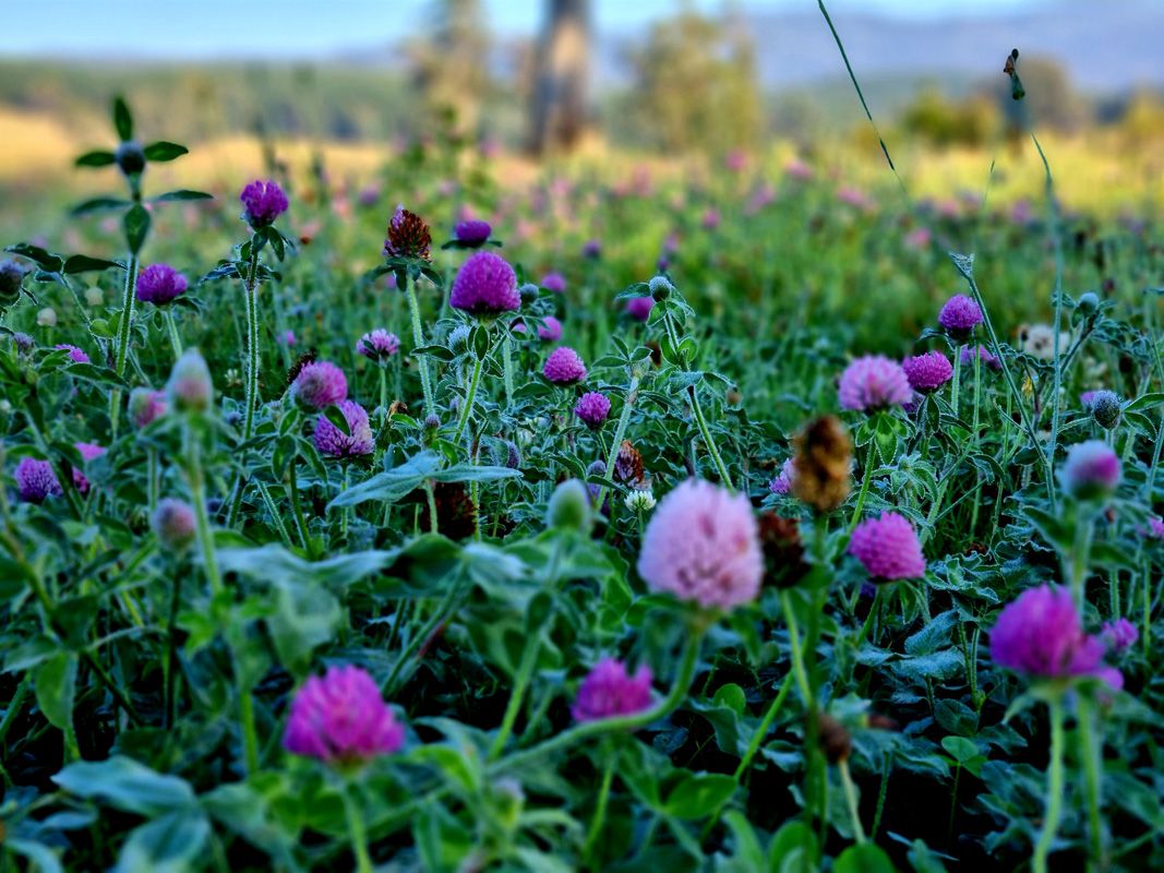 Multiple Clovers as part of our diverse pasture mix