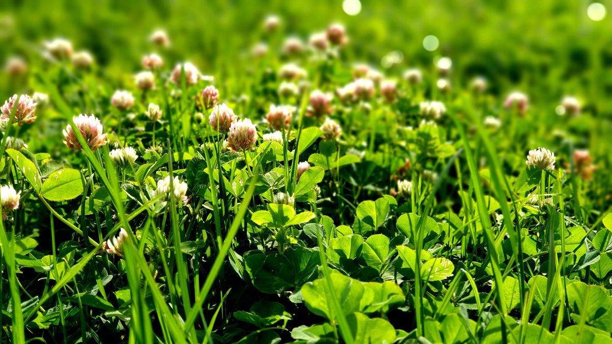 Multiple Clovers in our mix