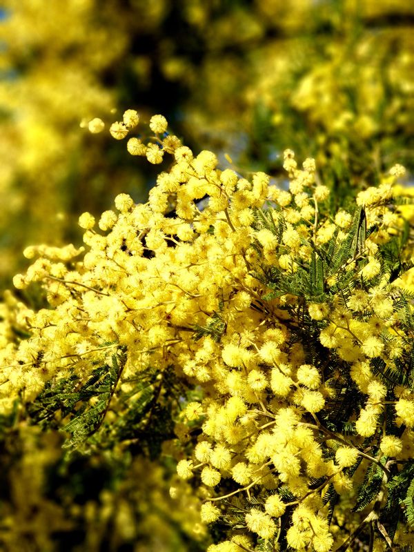 Native Wattles put on a great show