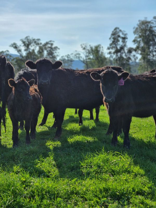 New Mothers and Calves as Spring Season is well underway