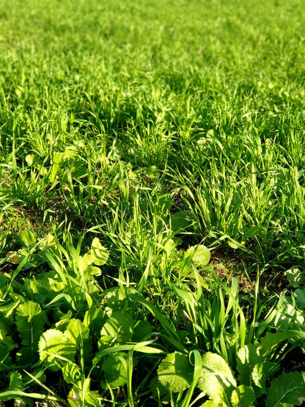 New multi-species pasture mix