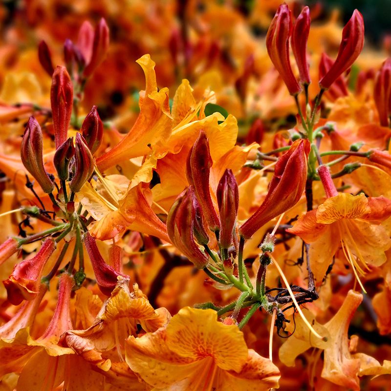 Orange Spring Blooms