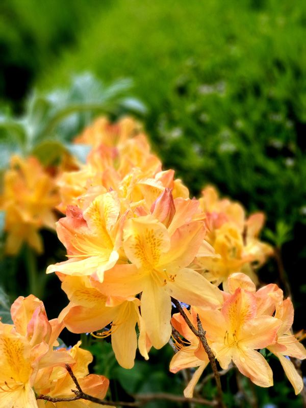 Orange is the new Pink