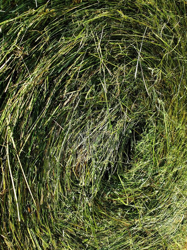 Our Pasture Hay from P1 2020