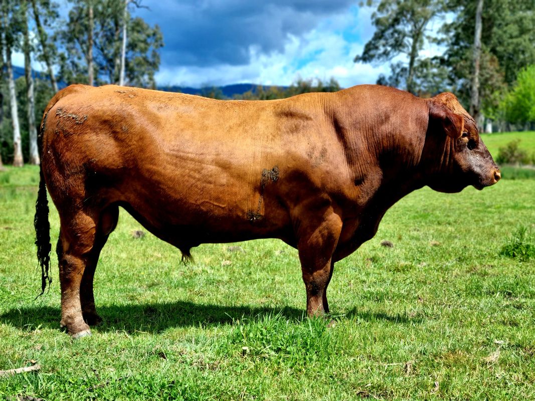 Paringa Stabilizer RA Bull