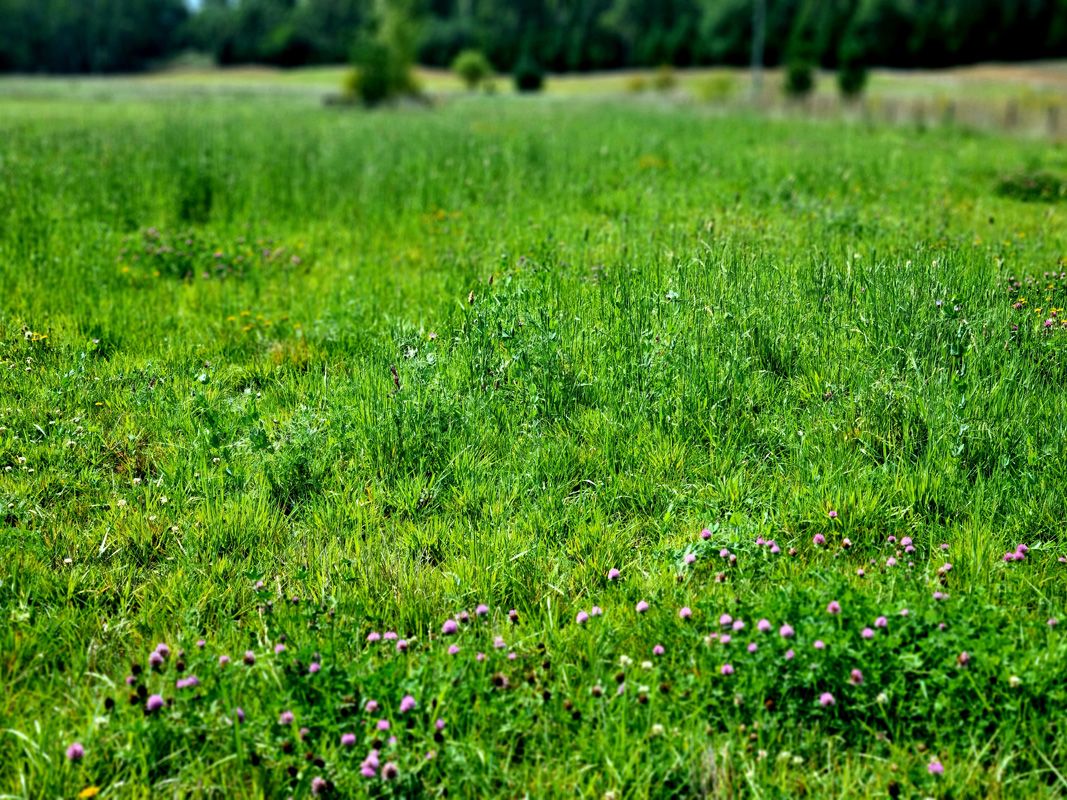 Part of our Regenerative Ag Pasture program