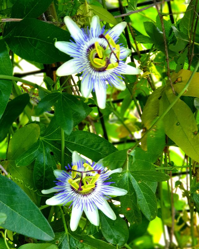 Passion Fruit vines in the Birdcage Garden