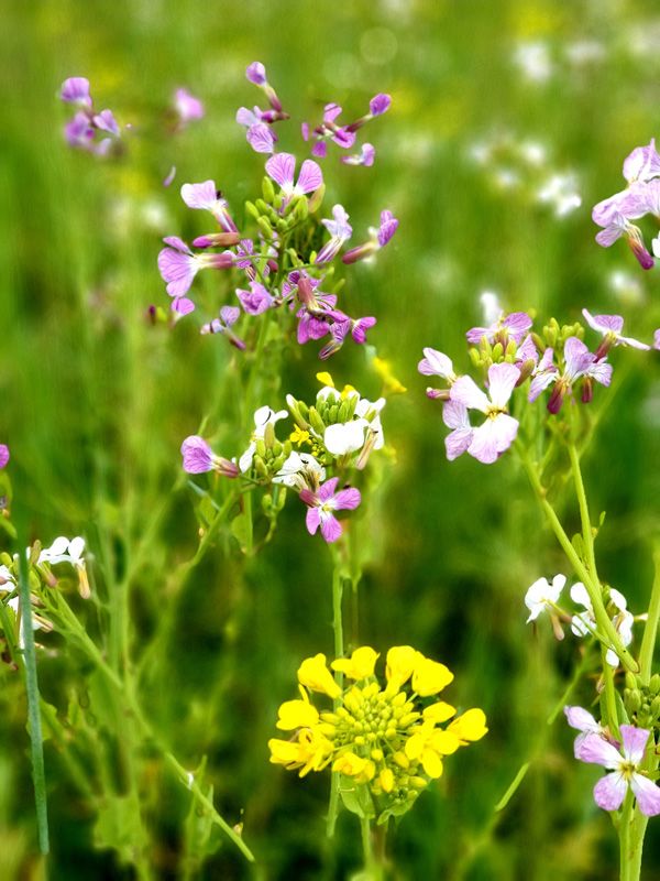 Pasture at St.Fillan