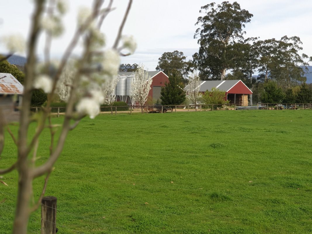 Pear Blossoms around the Central Sheds and working areas
