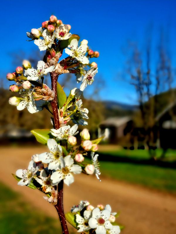 Pear Blossoms around the farmyard