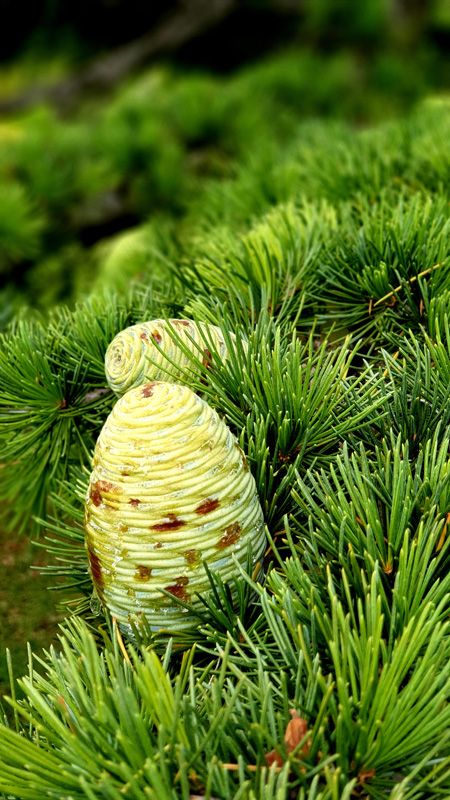 Pinecones