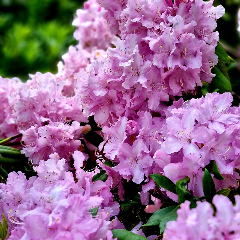 Pink Rhododendrons are a great show in Springtime