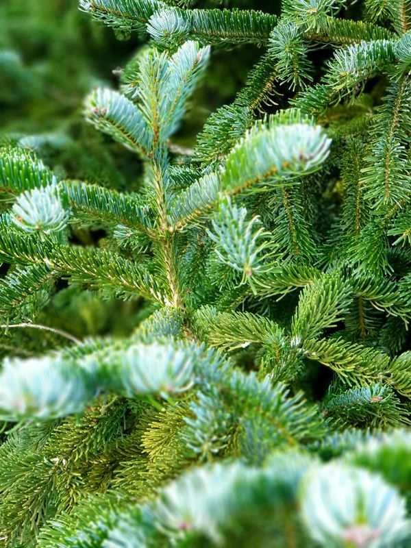 Plentiful Evergreens including rare Firs, Pines and Cedars are found in the Park Gardens at St.Fillan