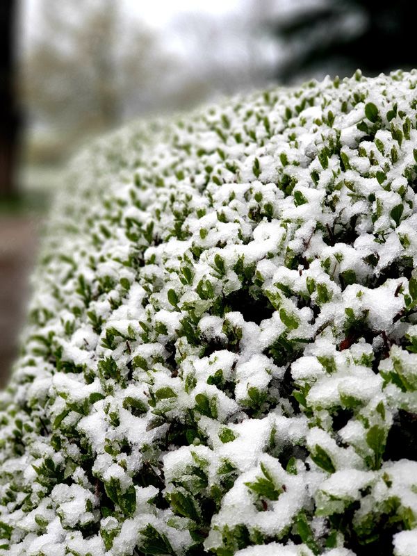 Privet Vulgaris is no stranger to snow as our Driveway Hedge